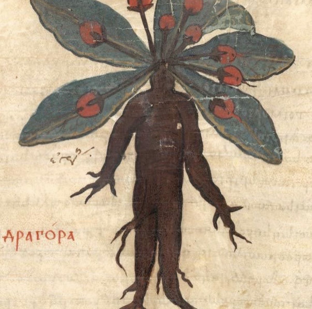 A mandrake drawn as a human figure with roots for legs and leaves with red fruit for hair, with Greek lettering